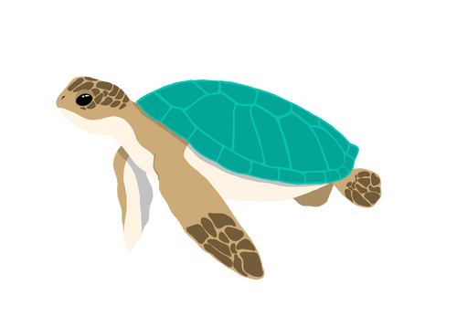 Little Ridley Baby Company